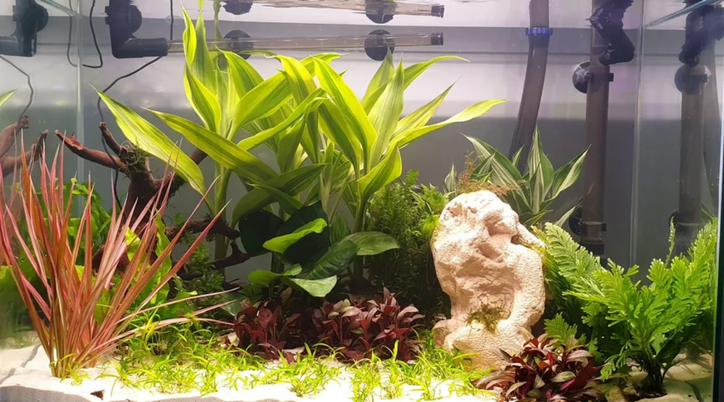 aquarium plants