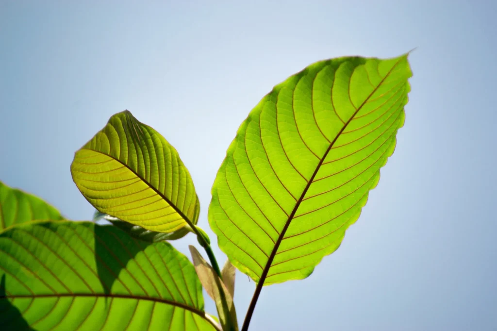 Kratom For Clarity